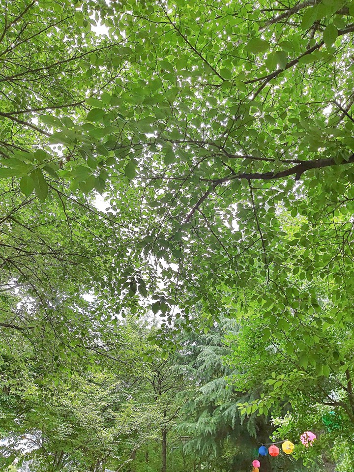 Tree 나무