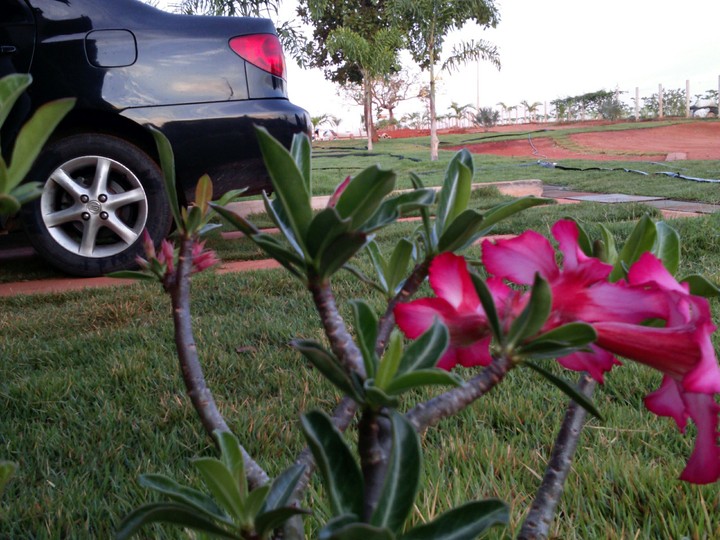 Corolla and flowers