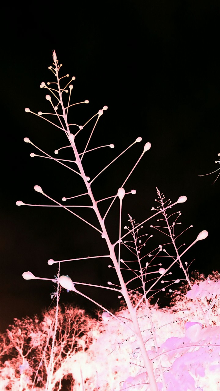 light