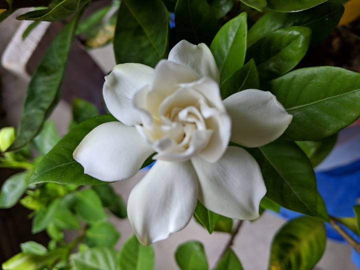 gardenia bush