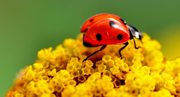 ladybug