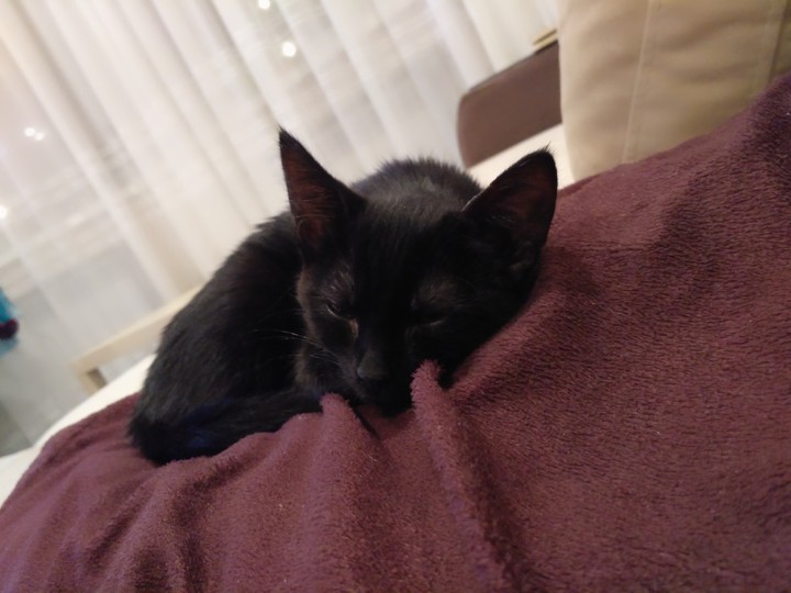 Котенок