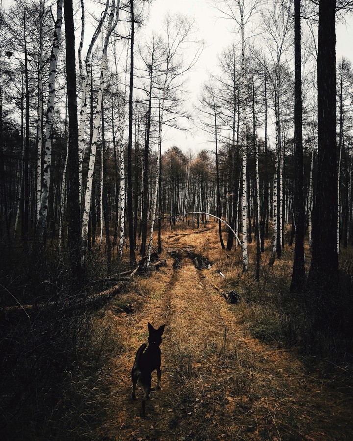 Mysterious forest