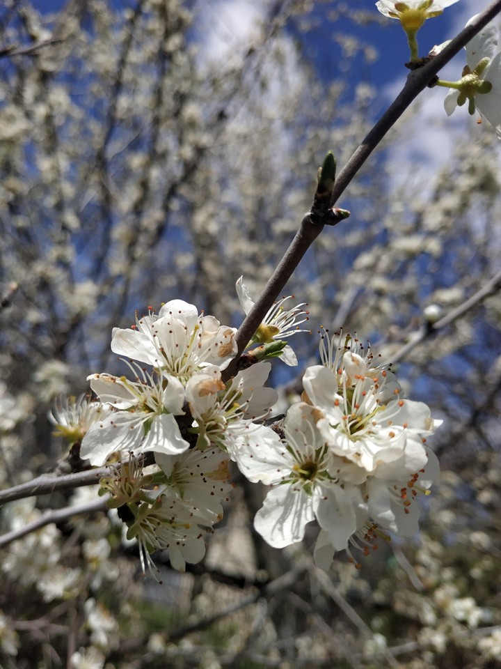 spring