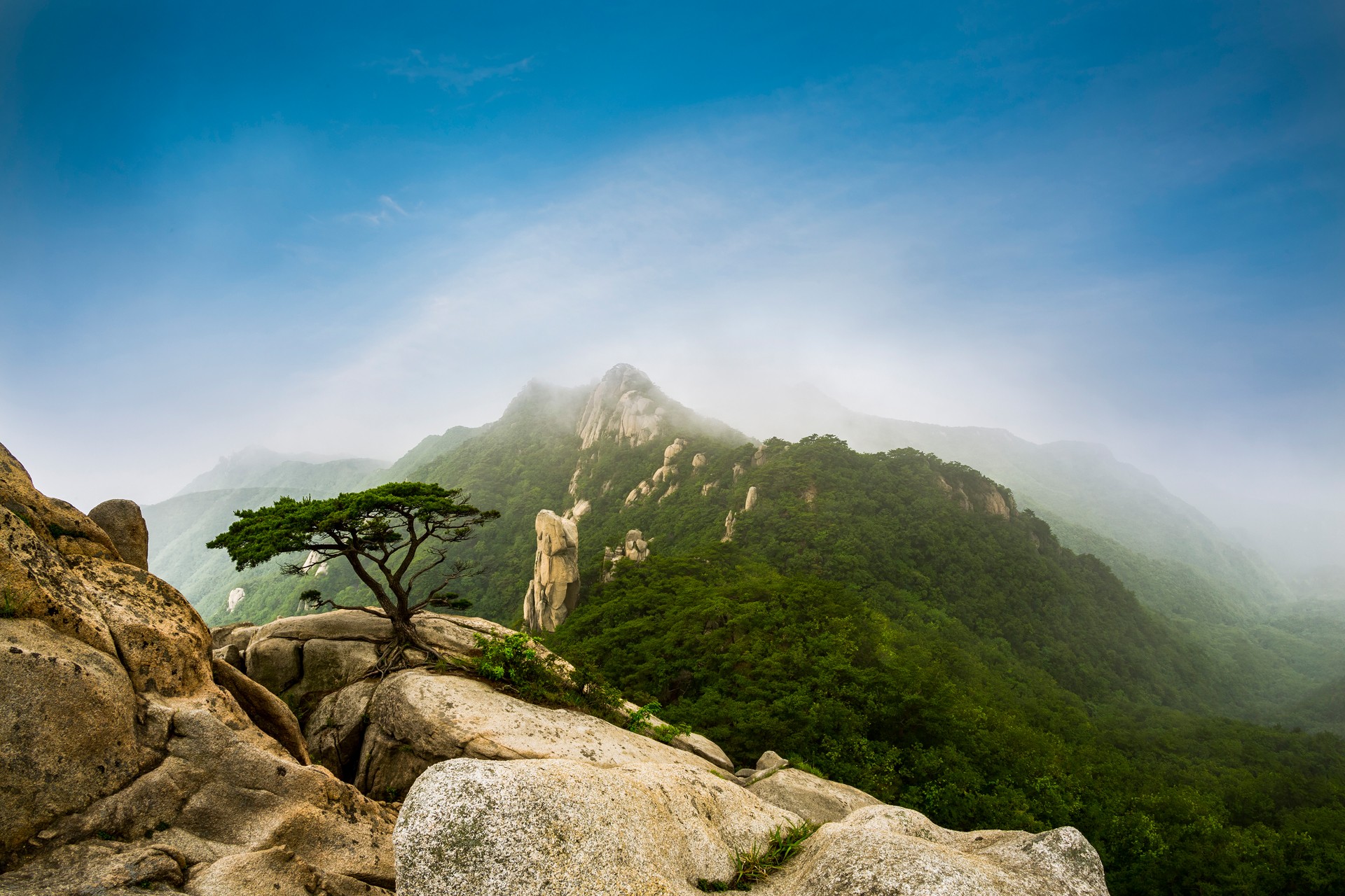 Lonely pine of top