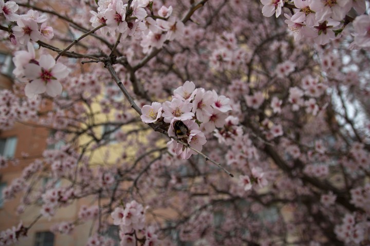 flora