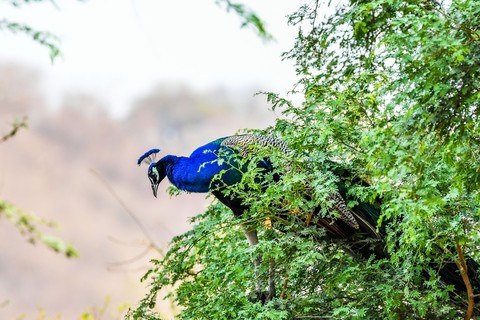 sfondi blue, landfowl