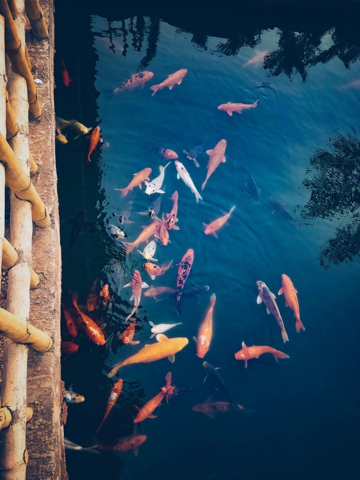 Fish in Pond