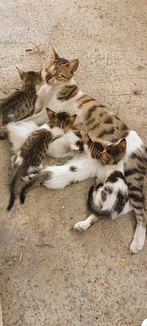 felinae, 動物壁紙