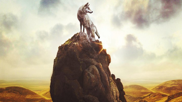 wolf
