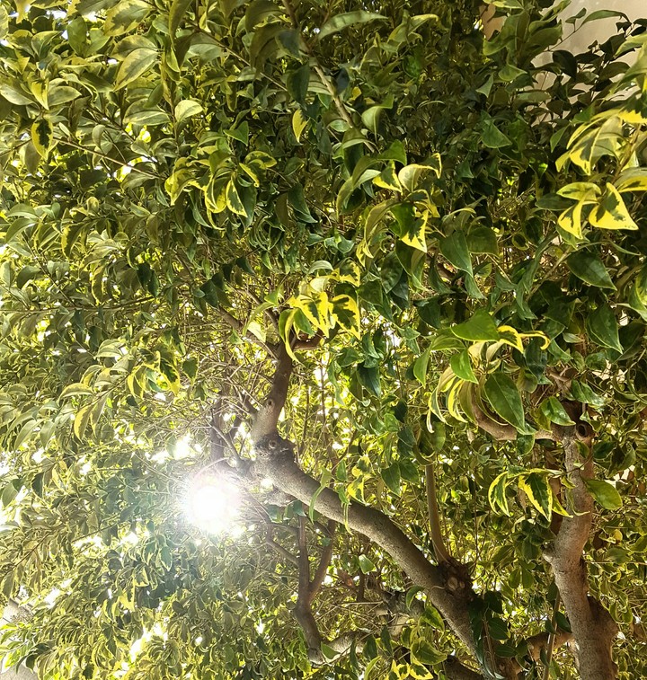 tree
