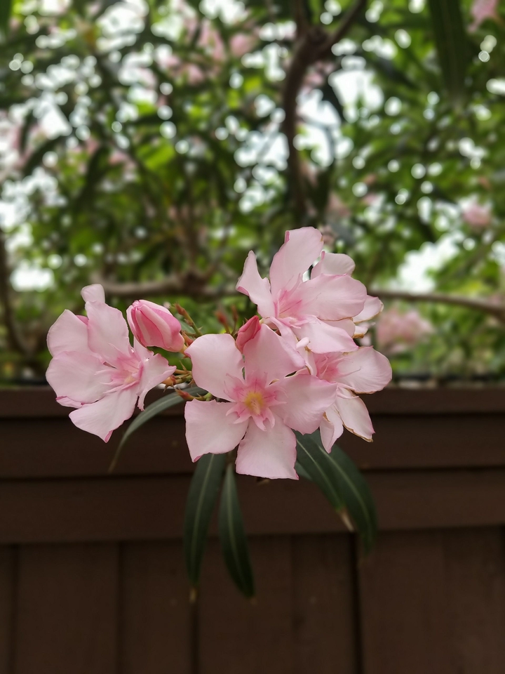 Bloom