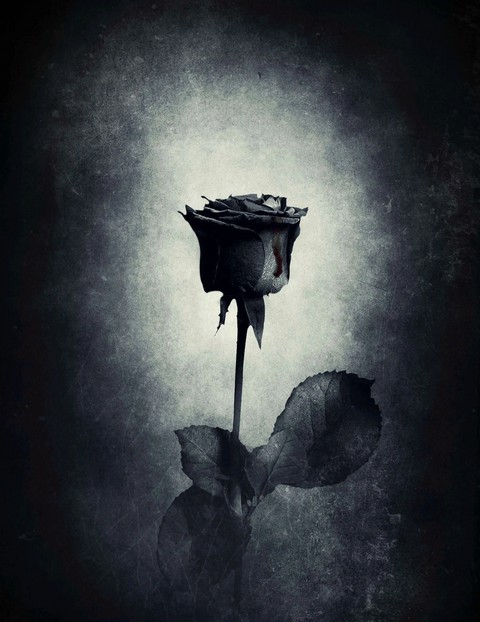 Black Rose Love