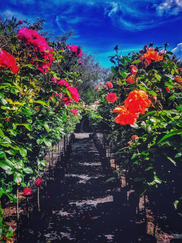 Roses