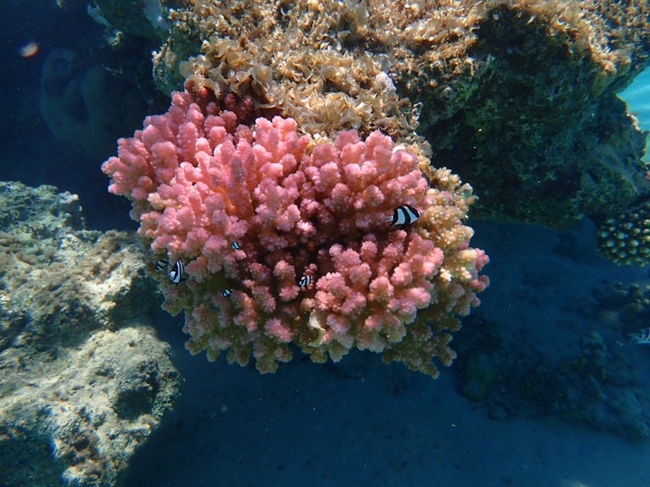 coral