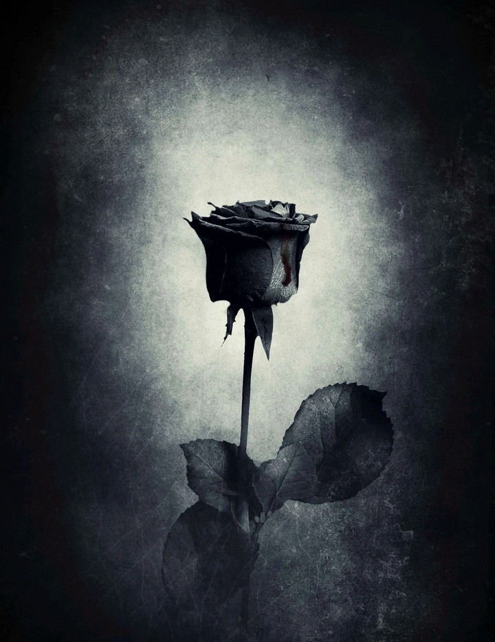 Black Rose Love