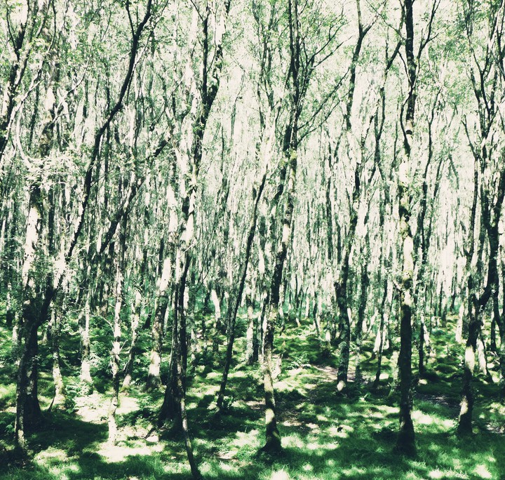 Polaroid filtered