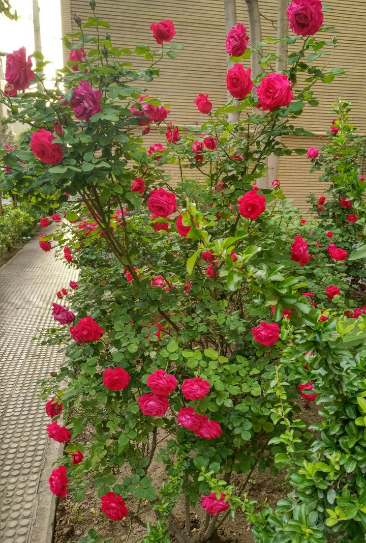 Roses
