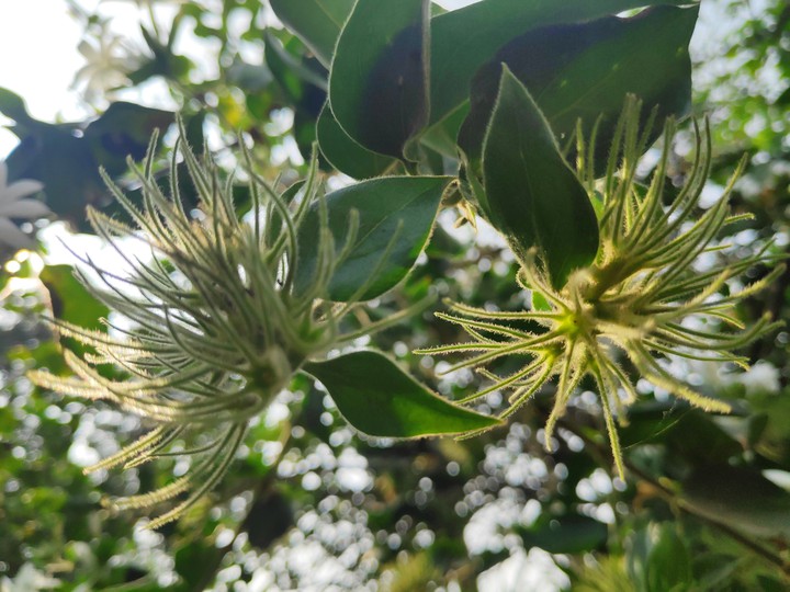 jasmine sepal
