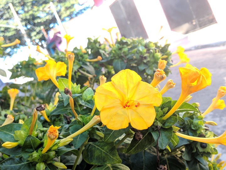 Flores