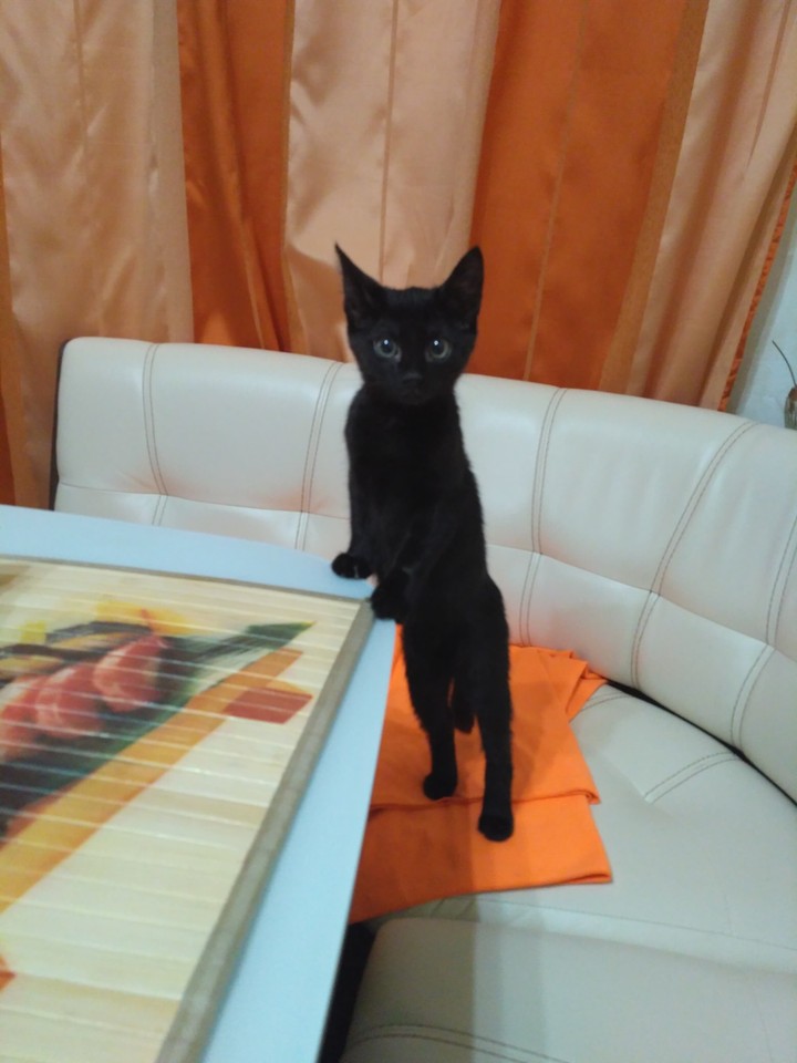 black kitty