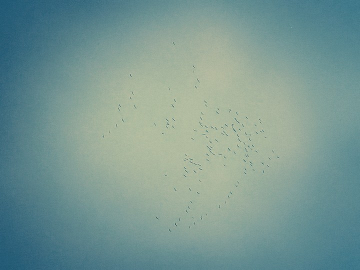 Birds