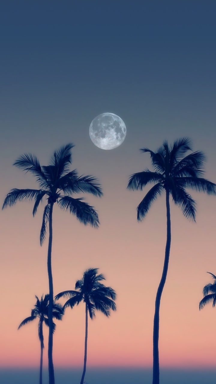 Palm trees