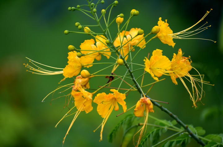 Flowers