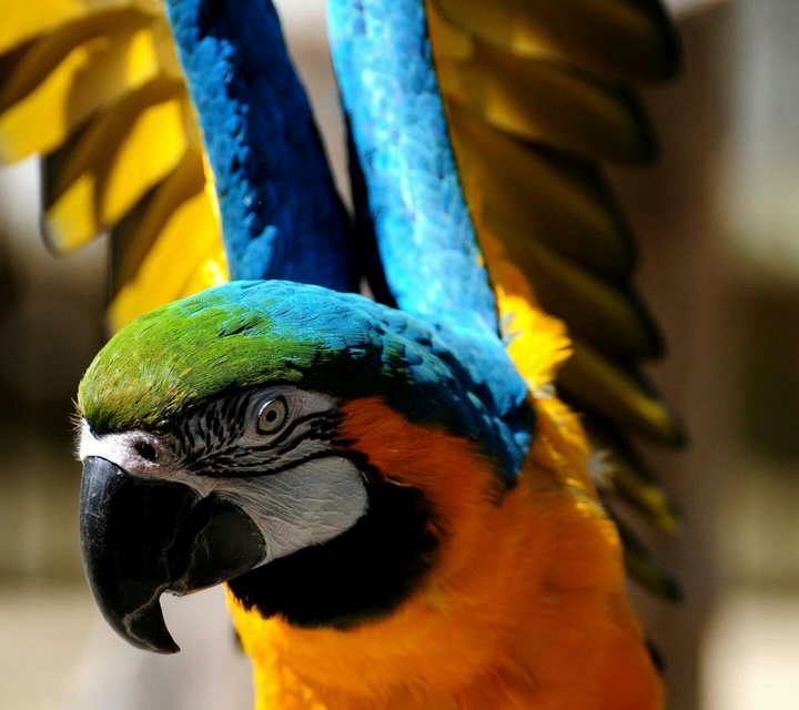 birds