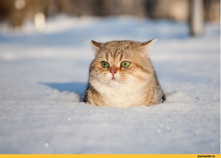 cute cat