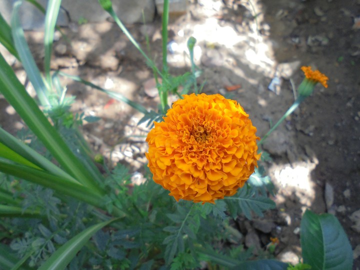 Marigold Flower