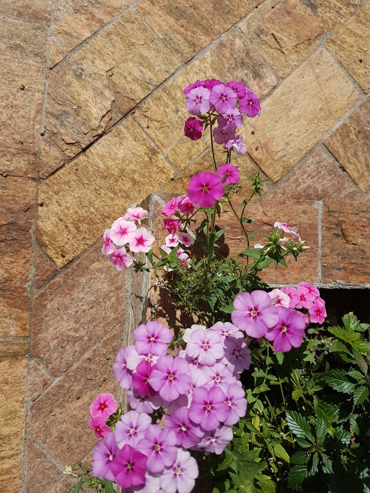 flores