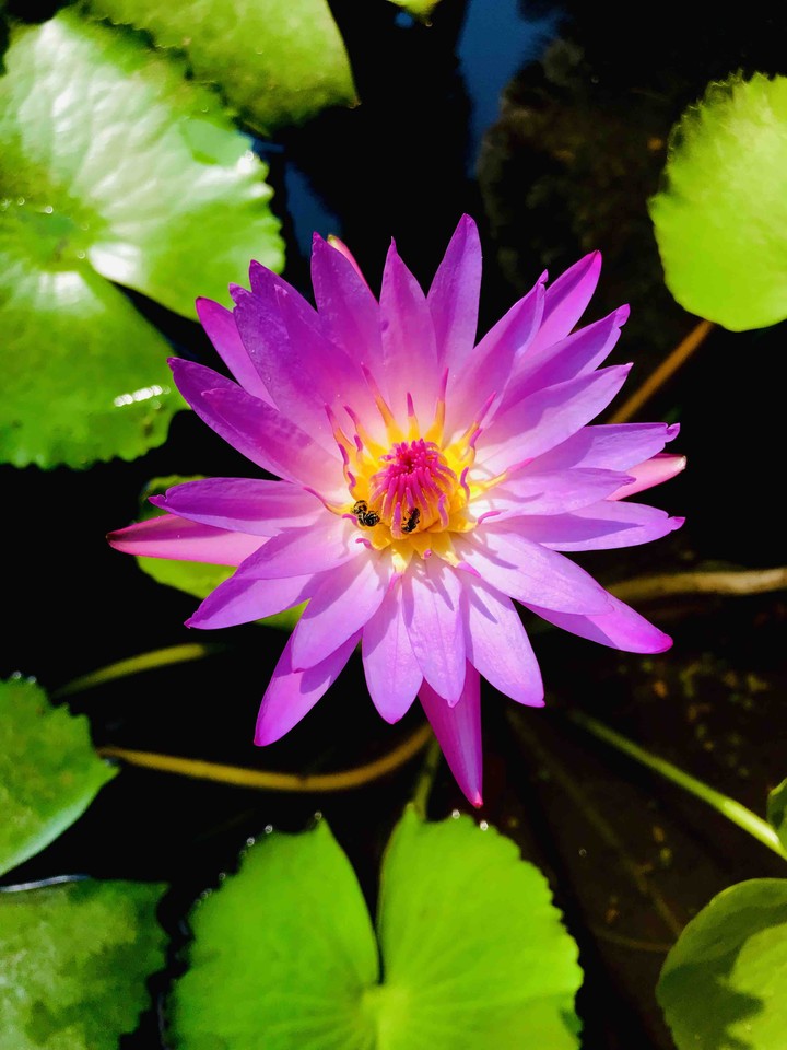 waterlily