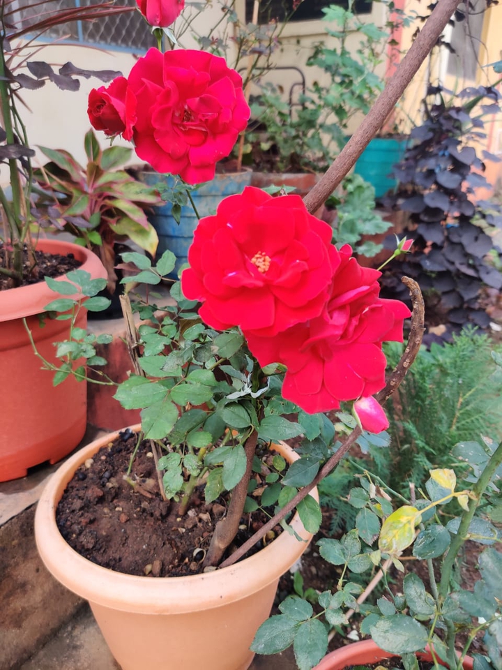 @Roses