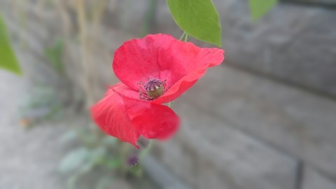red flower in the middle of streets full of people