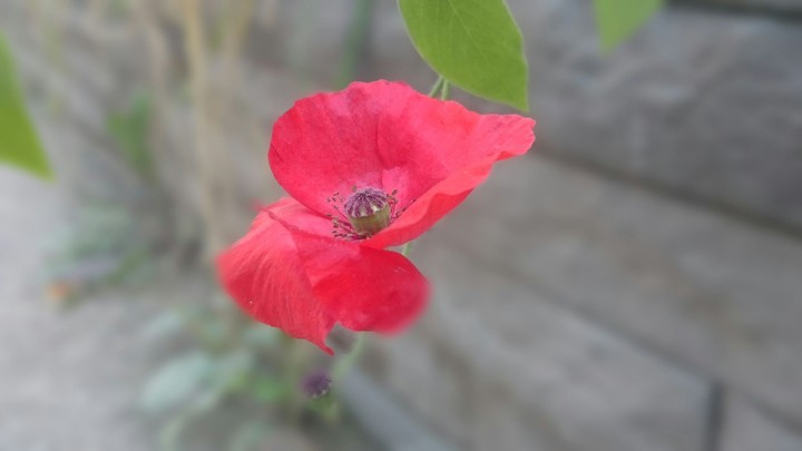 red flower in the middle of streets full of people