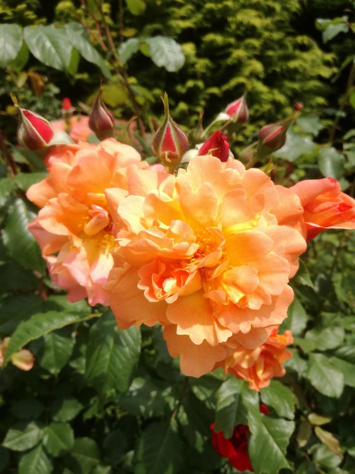 ORANGEFIRE ROSE