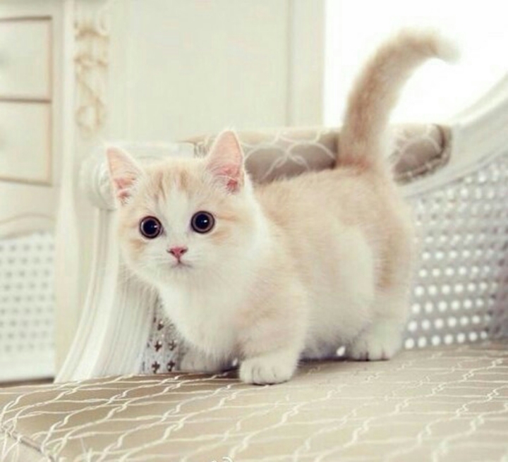 cutekitten