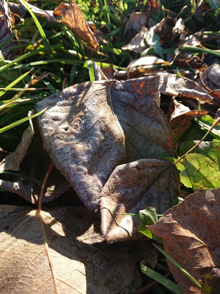 Autumn