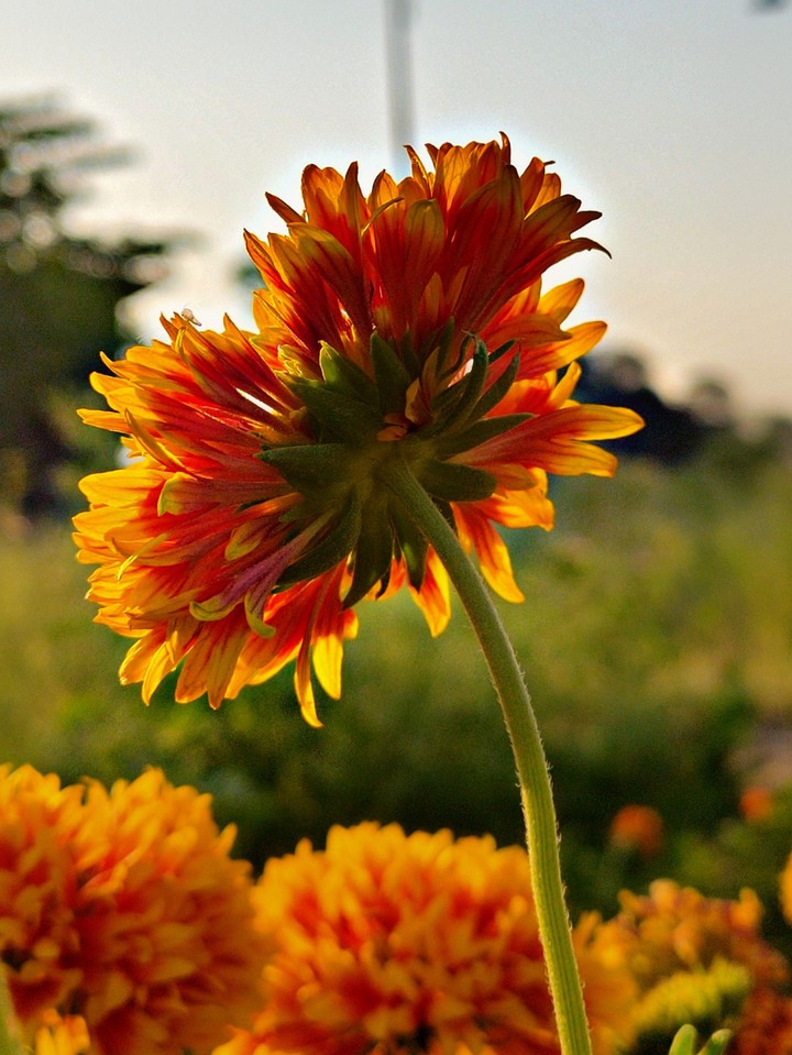 Blooming morning