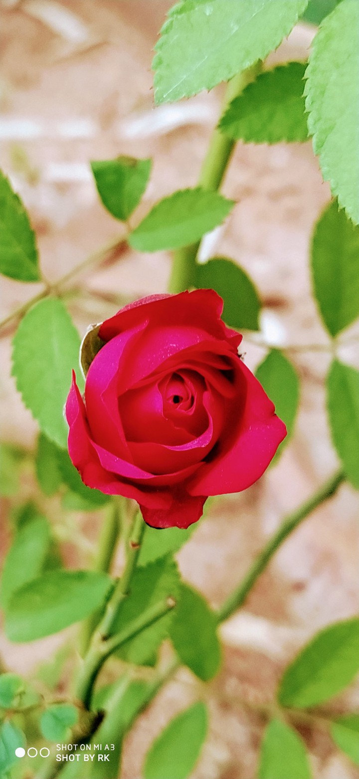 A red rose, always red beauty ??
