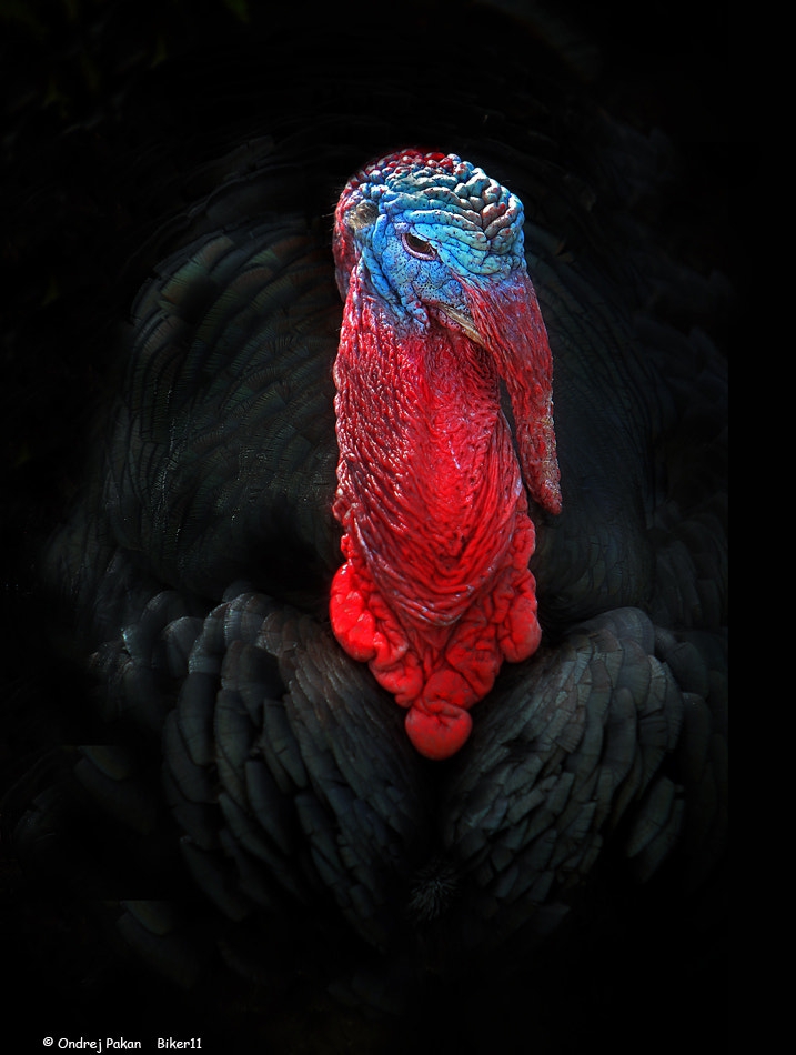 Red King