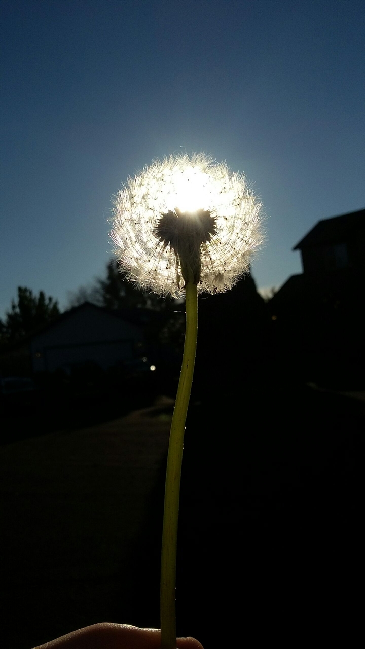 Dandelion wishes