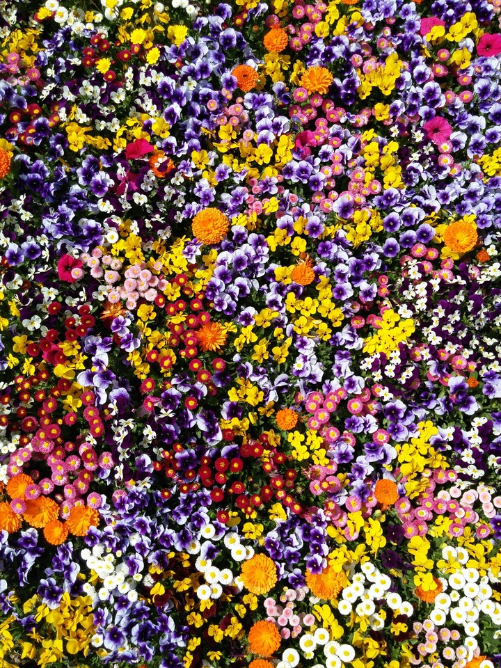 flower