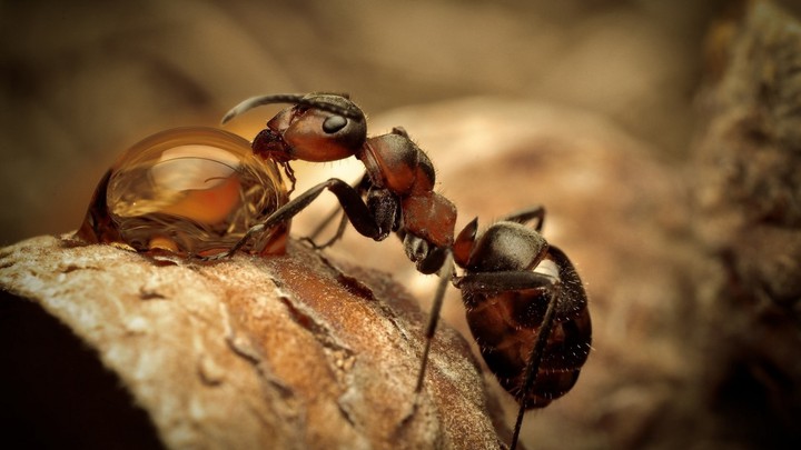 Red Ant...