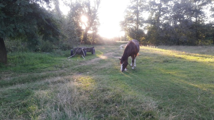 horse