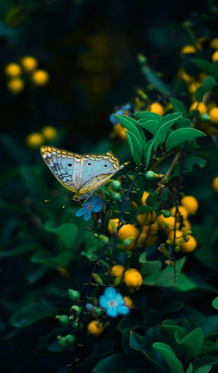 beauty