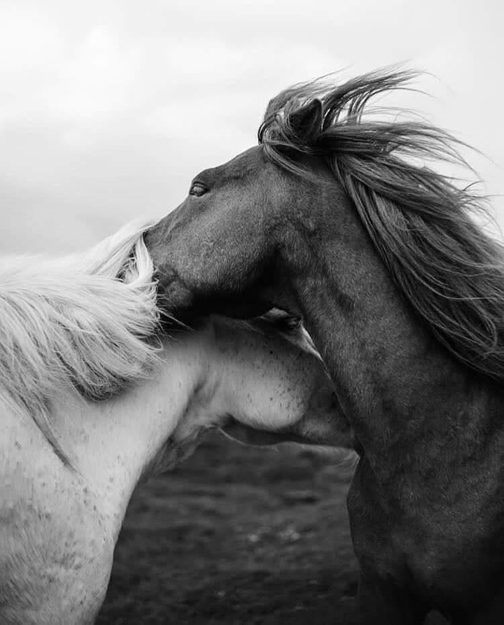 Horses