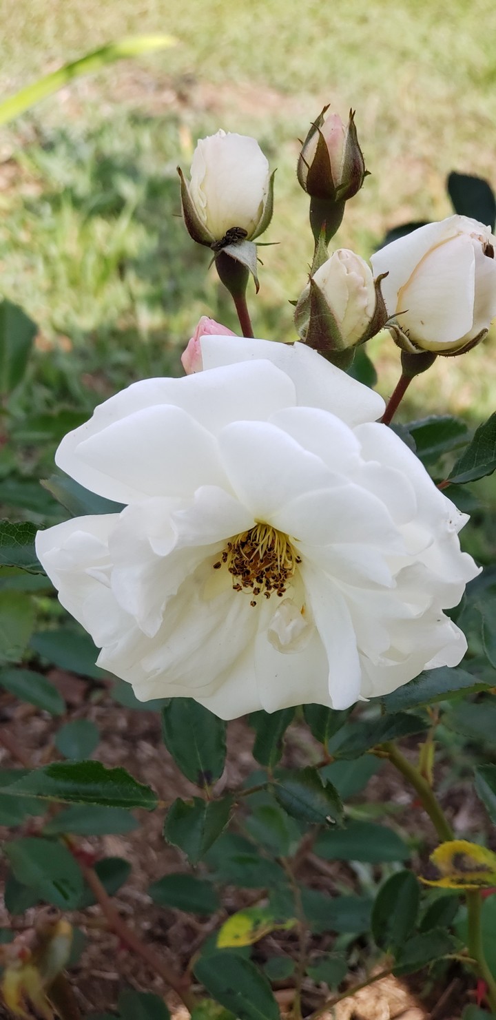 Rosa