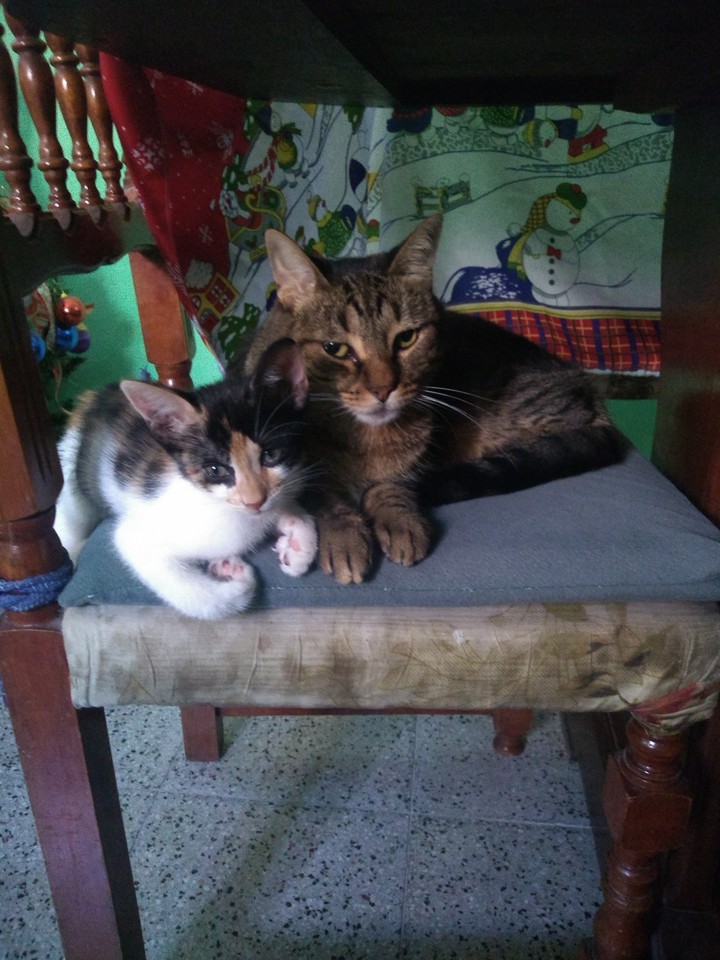 gatitas